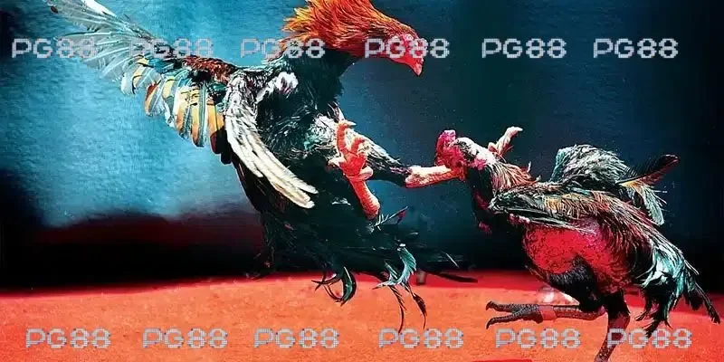 Chia sẻ luật chơi trực tiếp đá gà thomo 67