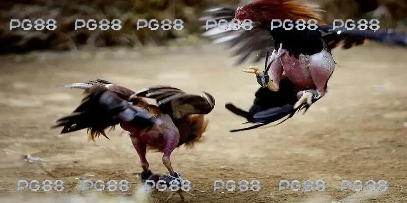 Chiến thuật chơi đá gà 67 cam hiệu quả