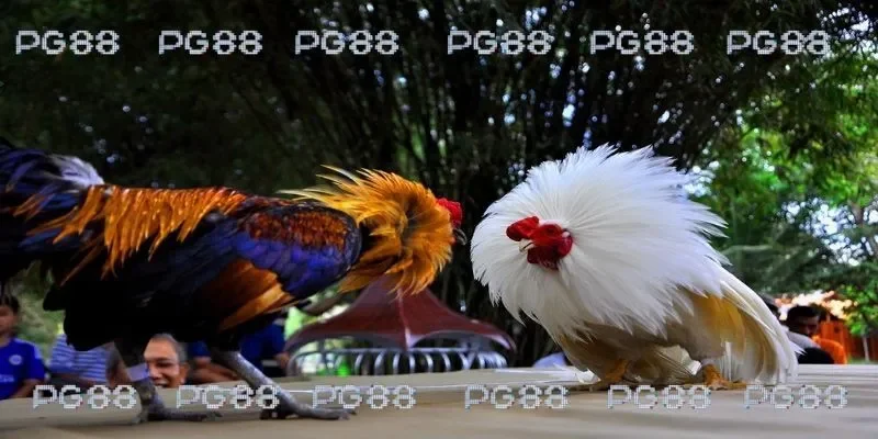 Chọn thời điểm thích hợp để chơi đá gà 67 cam hiệu quả