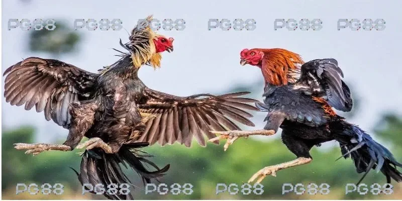 Đá gà PG88 với nhiều khuyến mãi đặc biệt