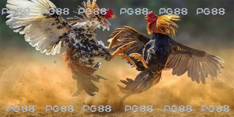 Giới thiệu nguồn gốc ra đời đá gà 67 cam PG88