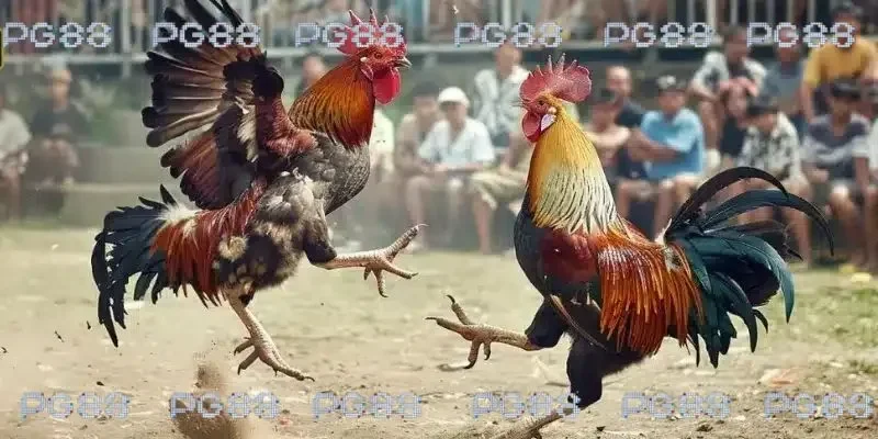 Khám phá sảnh game đá gà thomo 67 tại PG88