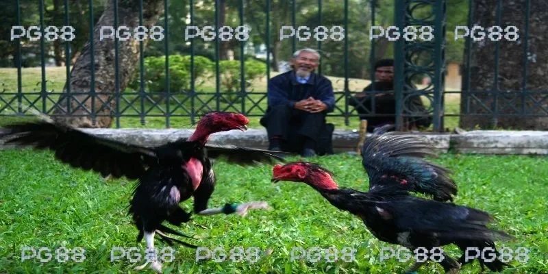 Kinh nghiệm chơi đá gà online bất bại tại PG88