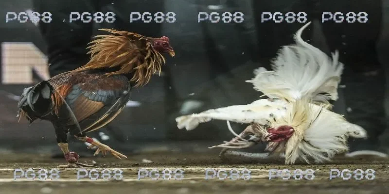 Một số hình thức đá gà thomo 67 kịch tính